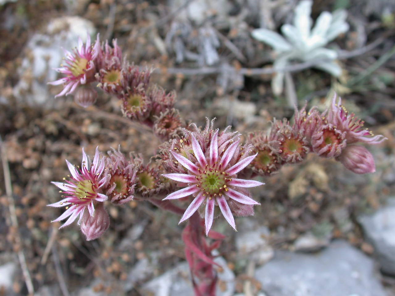 Sempre vivo ... Sempervivum tectorum